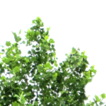Tree_Transparent_Background